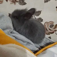 خرگوش|موش و خرگوش|خمینی‌شهر, |دیوار