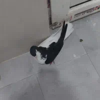 ۲عددماده چپ سیاه واکسی