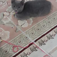 گربه