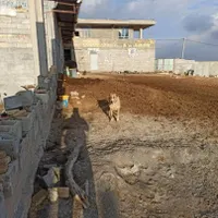 لاس|سگ|شهرکرد, |دیوار