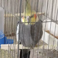 عروس هلندی|پرنده|مینودشت, |دیوار