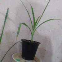 ۵۰ت|گل و گیاه طبیعی|رفسنجان, |دیوار