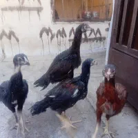 خروس لاری