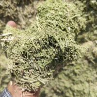 فروش خارشتر سبز اعلا