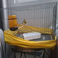 قناری گلستر نر