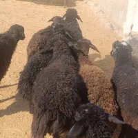 10بره شیرمست 25کیلویی