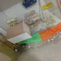 دو عدد عروس هلندی نر و ماده|پرنده|زاوه, |دیوار