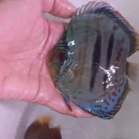 ماهی دیسکس(پادشاه آب شیرین)