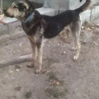 واگذاری سگ عراقی ۳ ساله موقعیت خلخال|سگ|خلخال, |دیوار