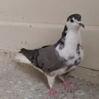 ماده سینه گلین