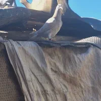 گمشده|حیوانات|کرمان, |دیوار