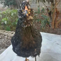 مرغ گلین|حیوانات مزرعه|خان ببین, |دیوار