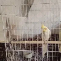 عروس هلندی معاوظه با کفتر|پرنده|جوادآباد, |دیوار