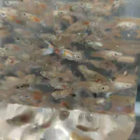 ماهی گوپی خوشگل