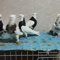 طوقی|پرنده|کارزان, |دیوار