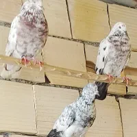 کبوتر