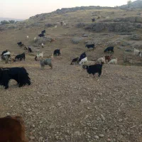 بزه|حیوانات مزرعه|مسجد سلیمان, |دیوار
