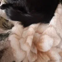 لیا خانوم|گربه|قم, قلعه یزدیها|دیوار