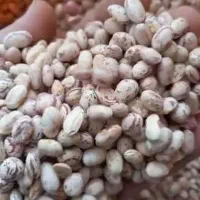 لوبیا چیتی ایرانی درجه 1