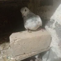 کبوتر|پرنده|لامرد, |دیوار