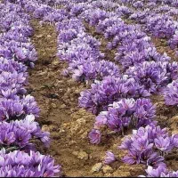 کود ۱۰۰٪ ارگانیک|خدمات باغبانی و درختکاری|مشهد, موسوی قوچانی|دیوار