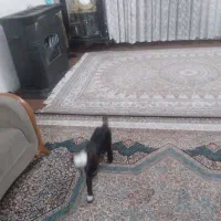 بزغاله ماده