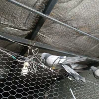 سه جفت کفتر دونسته|پرنده|لاران, |دیوار