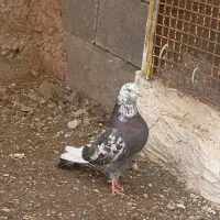 کفتر کبوتر