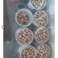 تخمرغ نطفه دار برای دستگاه تخم ازمن دستگاه از شما