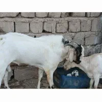 نری سومال اصل|حیوانات مزرعه|بندرعباس, |دیوار