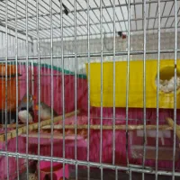 فروش ۳عدد فنج