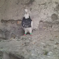 نر طوقی هفترنگ|پرنده|تربتحیدریه, شهرک ولیعصر|دیوار