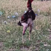 لاری