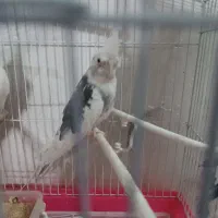 عروس لوتینوو البینو|پرنده|مشهد, شهید آوینی|دیوار