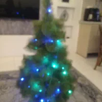 درخت کاج سوزنی