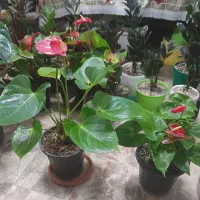 گل آنتریوم|گل و گیاه طبیعی|کرمانشاه, |دیوار