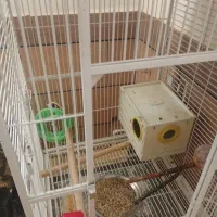 طوطی عروس|پرنده|الوند, |دیوار