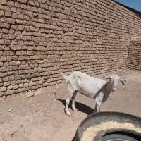 بز.|حیوانات مزرعه|گناباد, |دیوار
