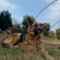 ۲ عدد سگ ژرمن