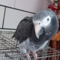 کاسکو ..اهلی