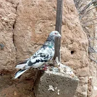 کفتر یک جفت سرور پلاکی وسبز نر