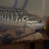 فروش ماهی زینتی خاص سرماری (چانا آسیاتیکا)