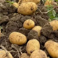 فروش سیب زمینی محصول خودم