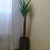 گیاه یوکا|گل و گیاه طبیعی|شیراز, محمودیه|دیوار