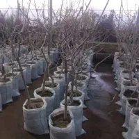 پیوند پسته