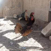 خروس زینتی سبیرایت