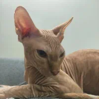 گربه اسفینکس اصیل