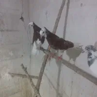 کبوتر‌شازاده‌نر‌وماده‌جوجه‌مهر|پرنده|بروجرد, |دیوار