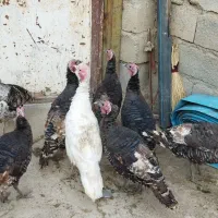 بوقلمون کوردی