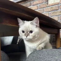 گربه بریتیش ماده خاص|گربه|مشهد, فلسطین|دیوار